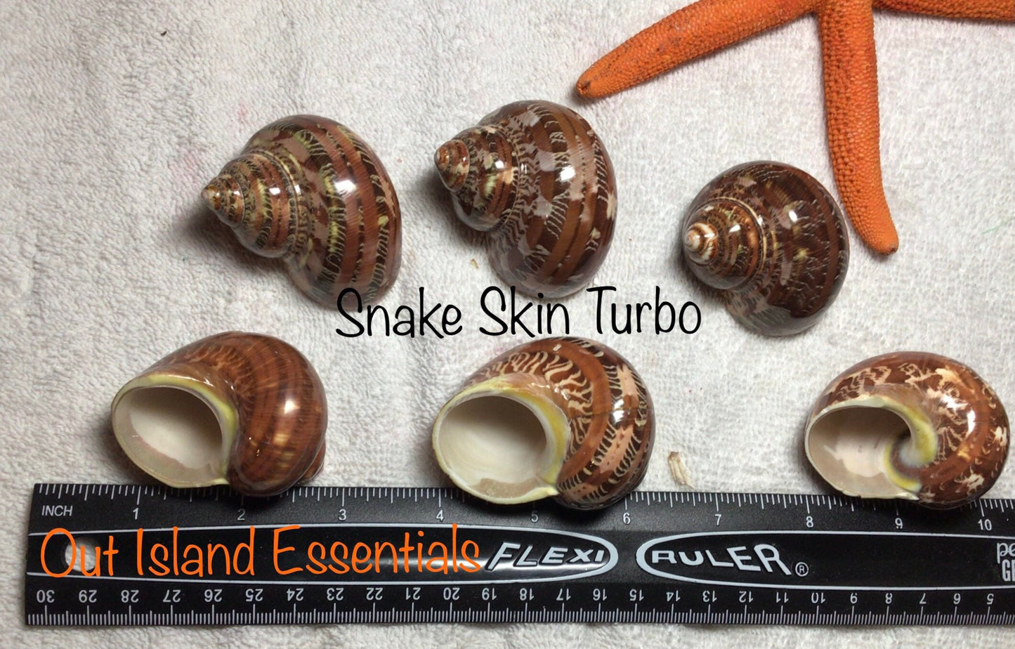 Turbo Petholatus Snakeskin Shell I Turbo Seashell I Turbo Petholatus Shells I Approximately 1.5-2.5" Hermit Crab Shells