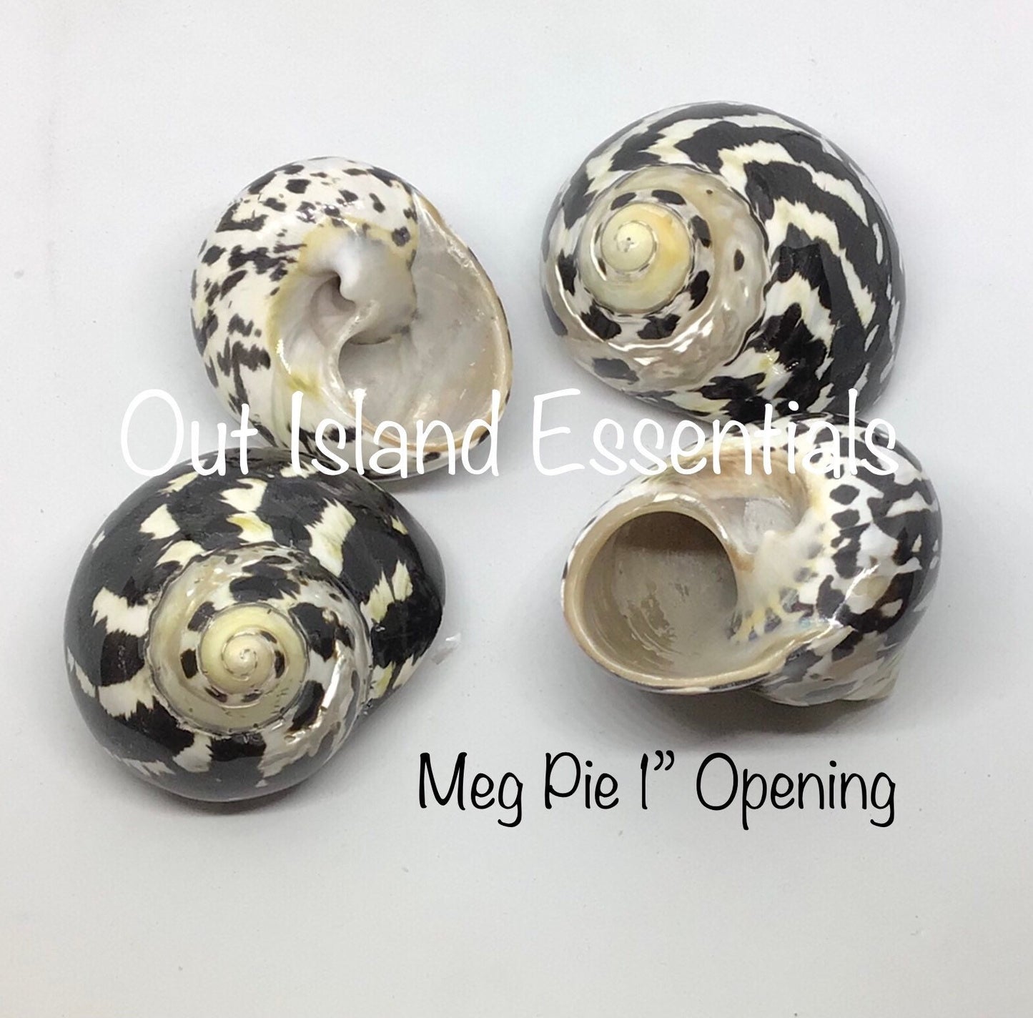 Polished Mag Pie Seashell I Black and White Polished Shells I Mag Pie Sea Shells I Mag Pie Or Arapica Shell I Approx. 2" + Hermit Crab Shell