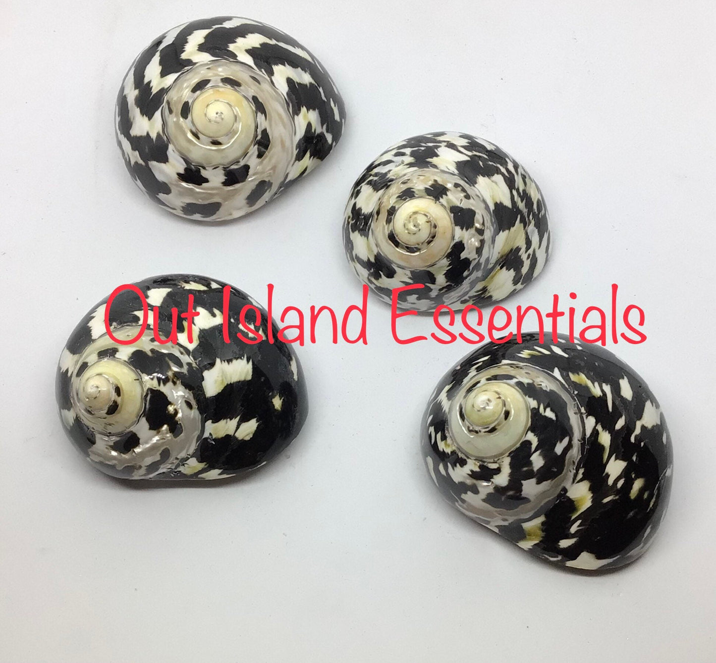 Polished Mag Pie Seashell I Black and White Polished Shells I Mag Pie Sea Shells I Mag Pie Or Arapica Shell I Approx. 2" + Hermit Crab Shell