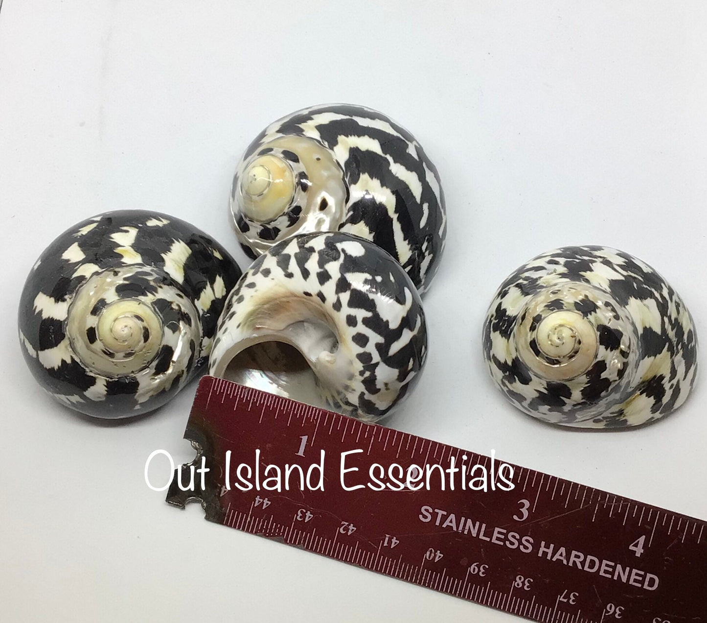 Polished Mag Pie Seashell I Black and White Polished Shells I Mag Pie Sea Shells I Mag Pie Or Arapica Shell I Approx. 2" + Hermit Crab Shell