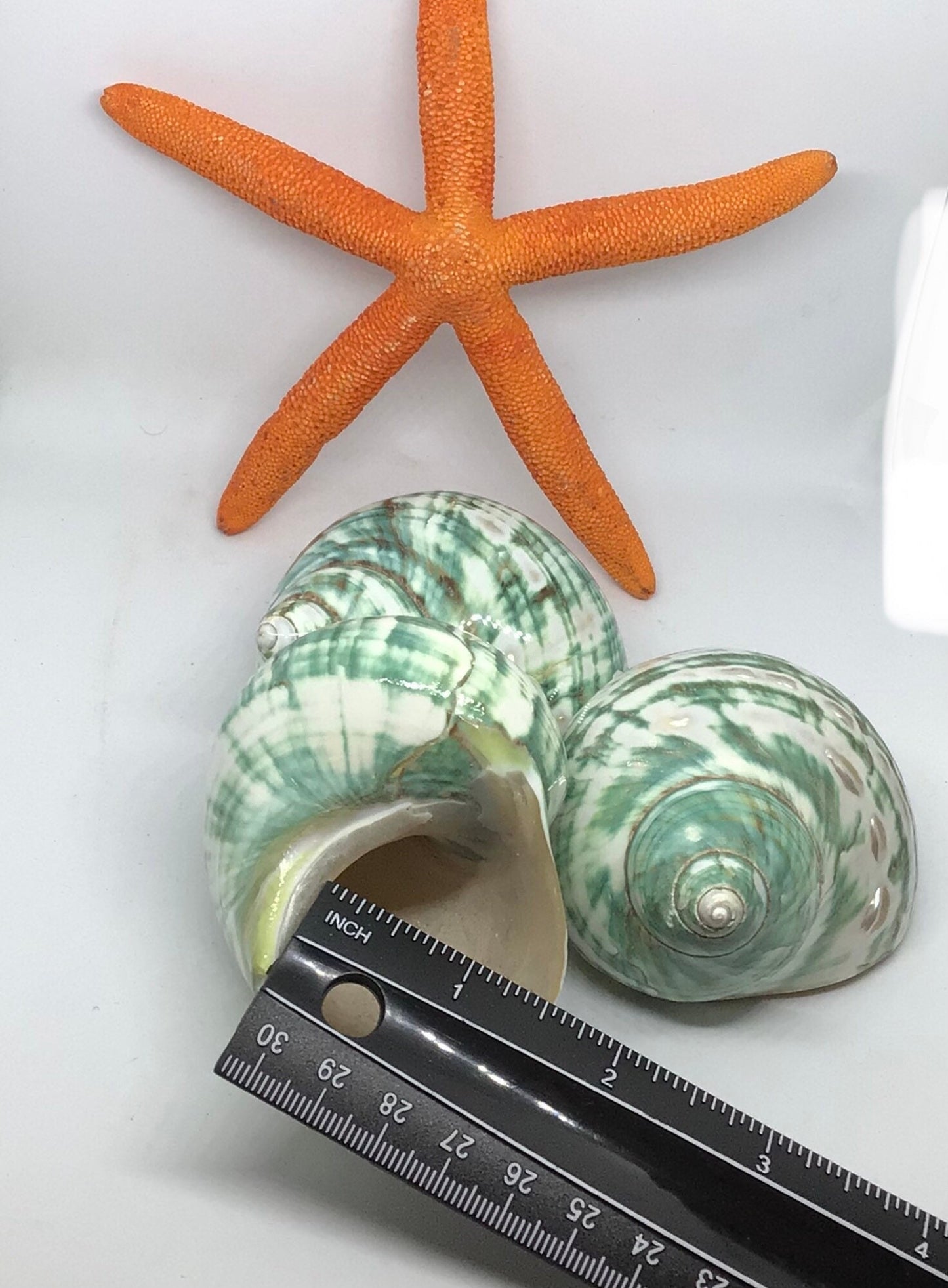 Jade Turbo Polished Shell I Turbo Seashell I Jade Turbo Polished Shells I Assorted Sizes Hermit Crab Shells I
