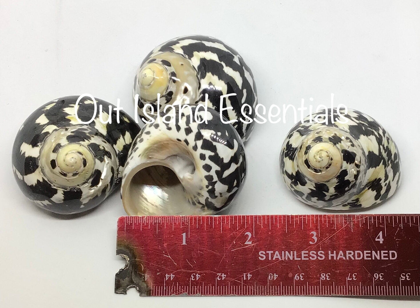 Polished Mag Pie Seashell I Black and White Polished Shells I Mag Pie Sea Shells I Mag Pie Or Arapica Shell I Approx. 2" + Hermit Crab Shell