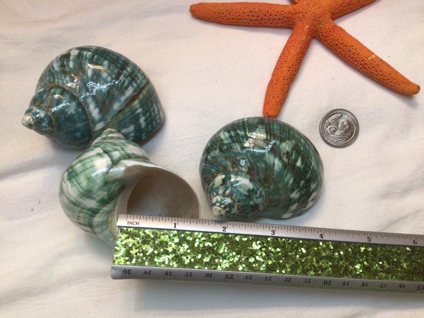 Jade Turbo Polished Shell I Turbo Seashell I Jade Turbo Polished Shells I Assorted Sizes Hermit Crab Shells I