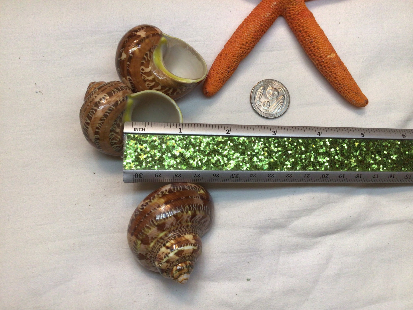 Turbo Petholatus Snakeskin Shell I Turbo Seashell I Turbo Petholatus Shells I Approximately 1.5-2.5" Hermit Crab Shells