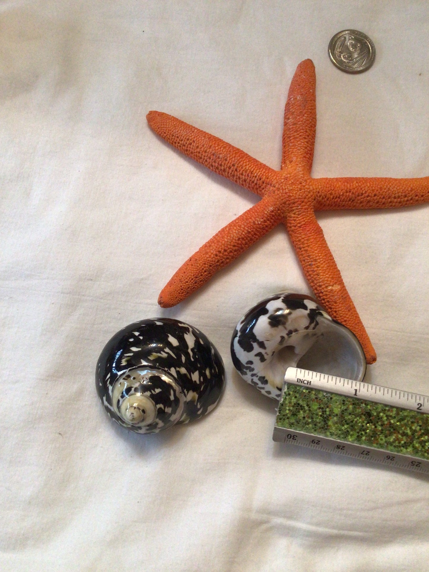 Polished Mag Pie Seashell I Black and White Polished Shells I Mag Pie Sea Shells I Mag Pie Or Arapica Shell I Approx. 2" + Hermit Crab Shell