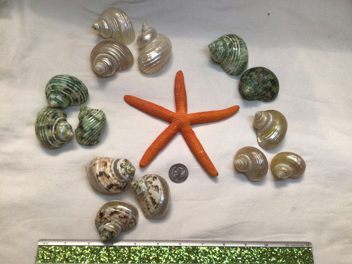 1.5” Natural UNbuffed Green Turbo Seashell Hermit Crab Shell 5/8” Opening