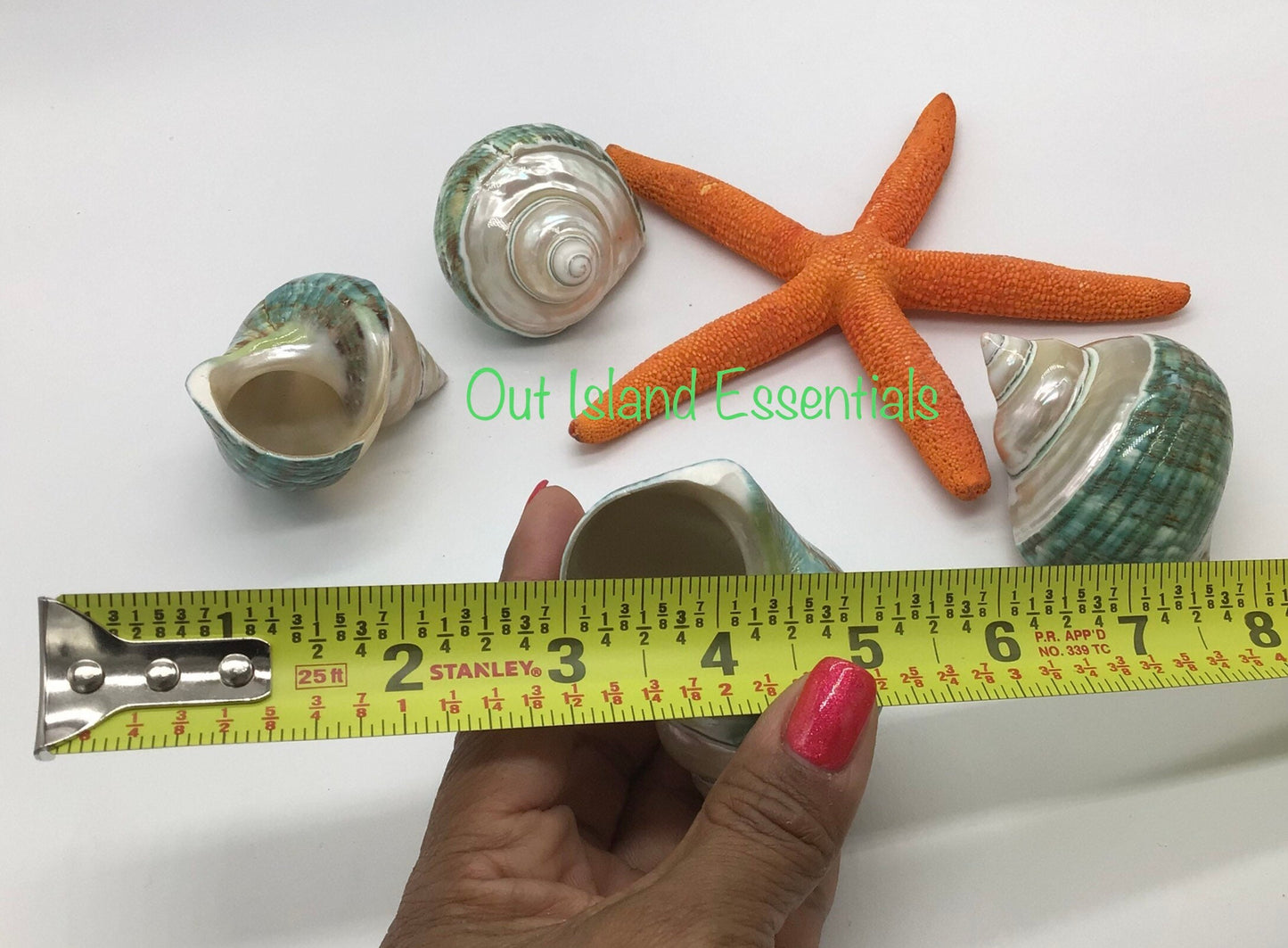 Pearlized Top Jade Turbo I Jade Green Banded Top Turbo I Hermit Crab Shells | Hermit Homes I Approximate Shell Size 2.5" Opening 1 1/8"