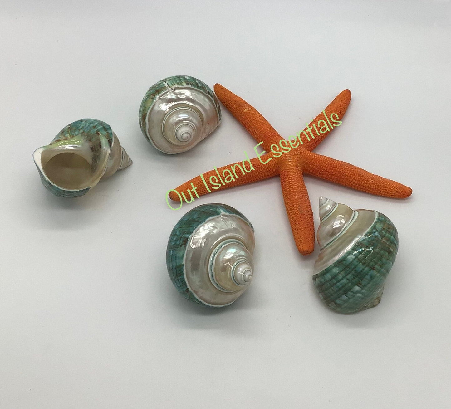 Pearlized Top Jade Turbo I Jade Green Banded Top Turbo I Hermit Crab Shells | Hermit Homes I Approximate Shell Size 2.5" Opening 1 1/8"