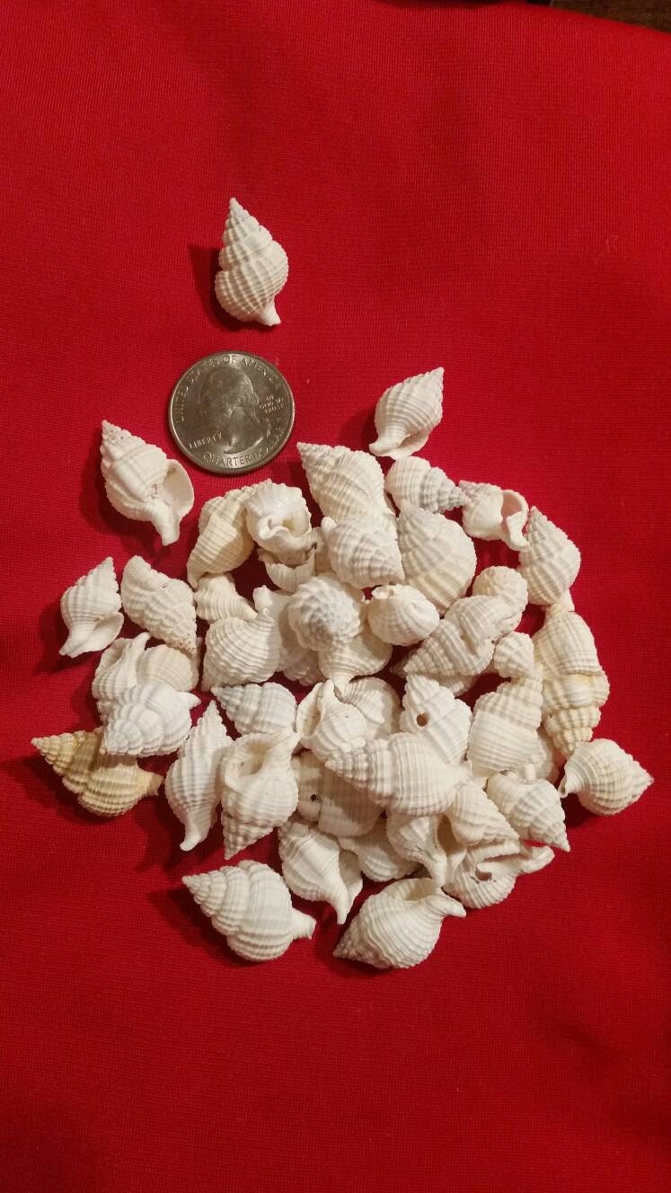 Nassa Reticulata I Craft Shells I Small Craft Shells I Small Wholesale Shells I Craft Seashells I Craft Shells 3/4" - 1"