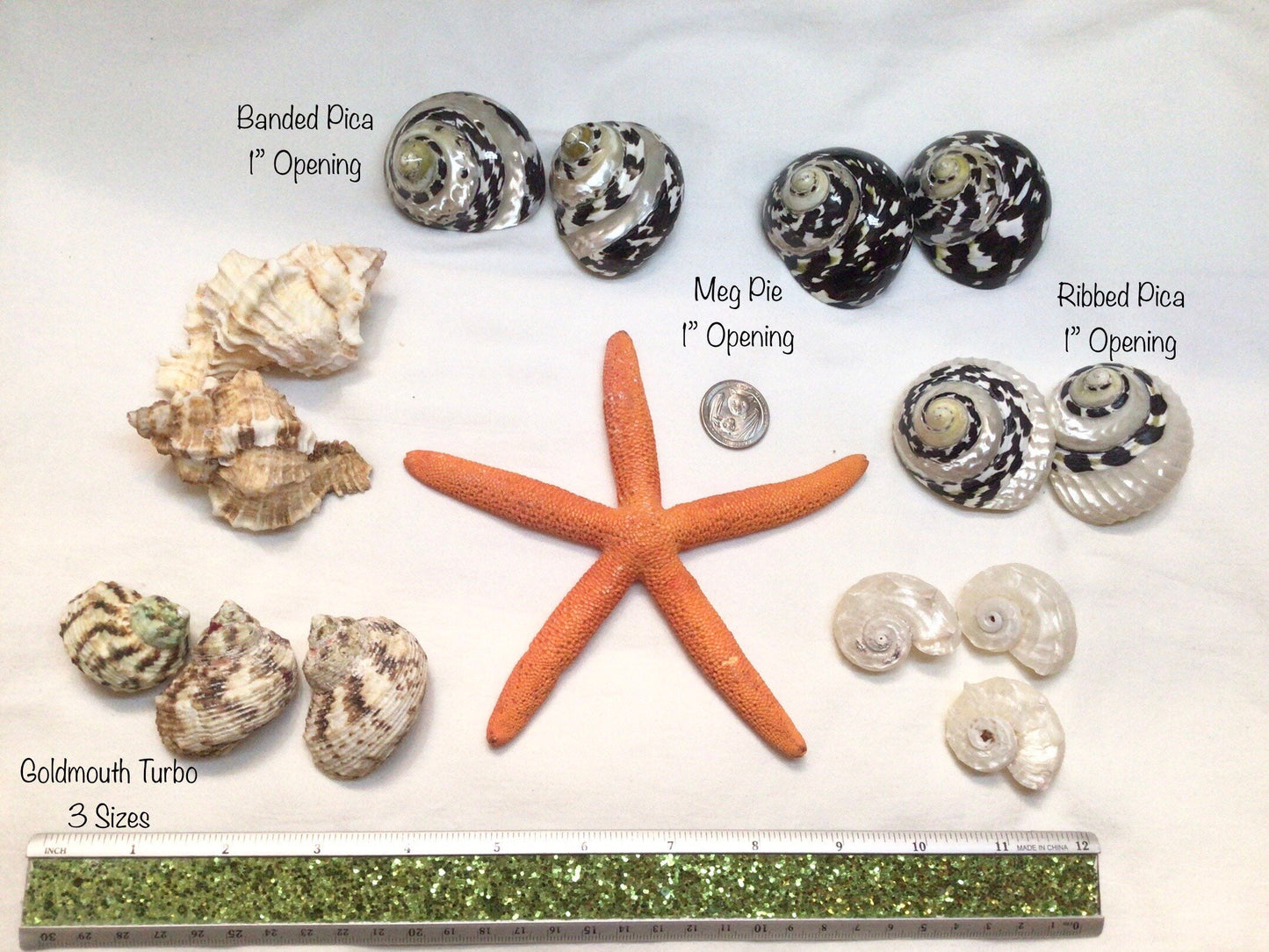 Polished Mag Pie Seashell I Black and White Polished Shells I Mag Pie Sea Shells I Mag Pie Or Arapica Shell I Approx. 2" + Hermit Crab Shell