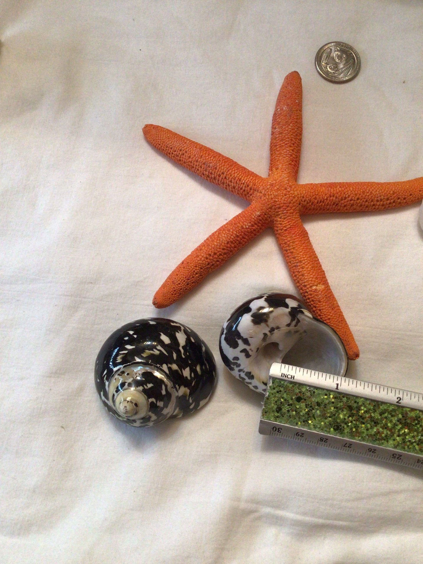 Polished Mag Pie Seashell I Black and White Polished Shells I Mag Pie Sea Shells I Mag Pie Or Arapica Shell I Approx. 2" + Hermit Crab Shell