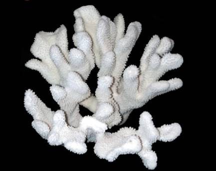 Cat's Paw Coral I White Cats Paw Coral I Authentic Ocean Coral I White Display Coral I All White Ocean Coral | White Coral Centerpiece