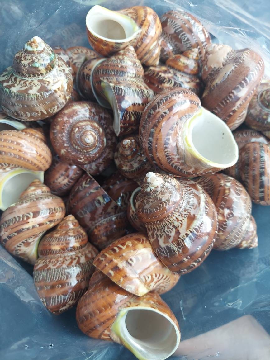 Turbo Petholatus Snakeskin Shell I Turbo Seashell I Turbo Petholatus Shells I Approximately 1.5-2.5" Hermit Crab Shells