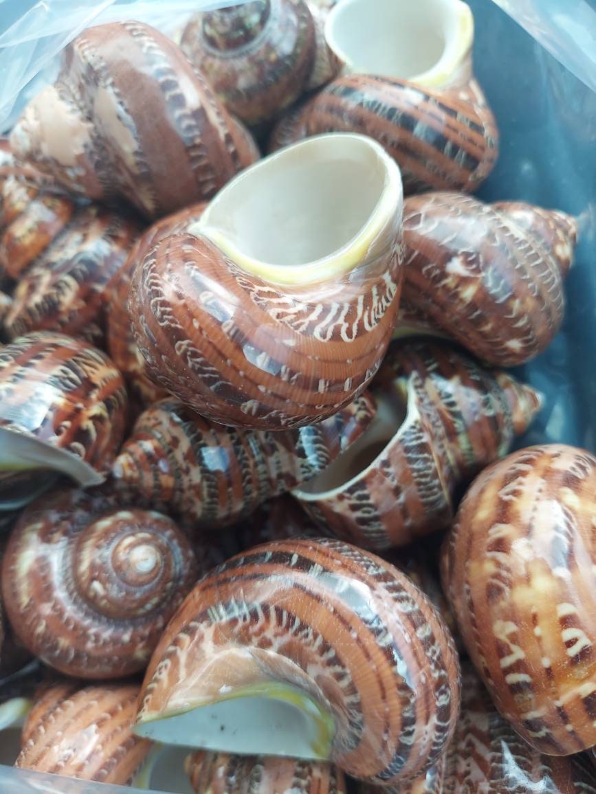 Turbo Petholatus Snakeskin Shell I Turbo Seashell I Turbo Petholatus Shells I Approximately 1.5-2.5" Hermit Crab Shells
