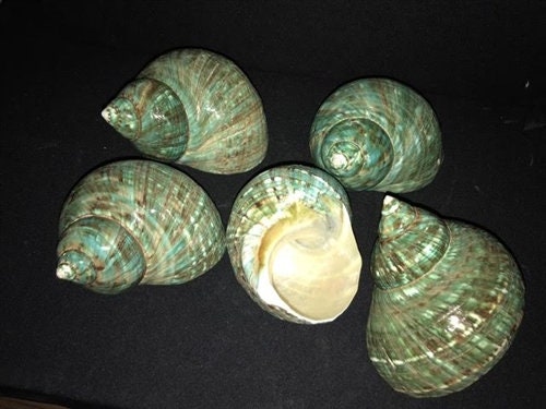 Jade Turbo Polished Shell I Turbo Seashell I Jade Turbo Polished Shells I Assorted Sizes Hermit Crab Shells I