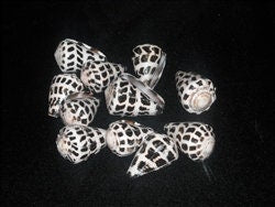 Medium Hebrew Cone I Conus Ebraeus I Cone Shells I Black & White Shells I Size 1" Craft Shells I Wholesale Cone Shells I FIVE Craft Shells