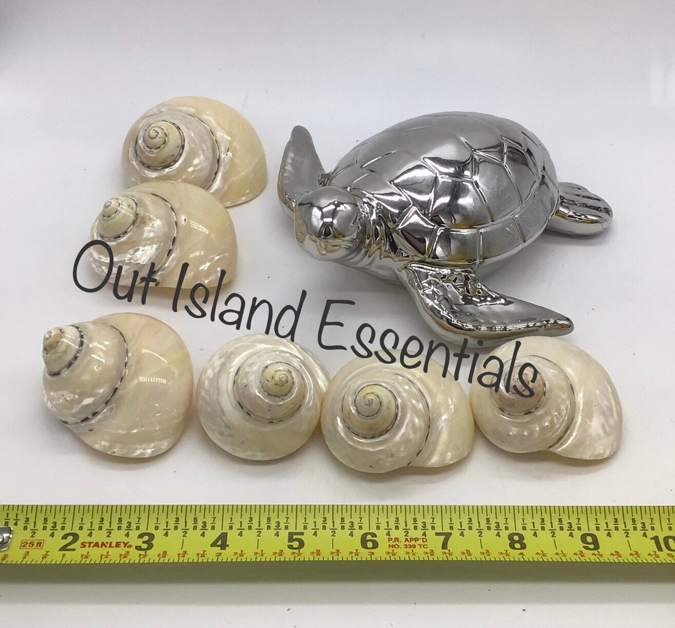 Stunning Magpie Pearlized Polished Shells I Completely Pearlized Magpie Shell I Magpie Shells I Approx. 2.5-3" With 1 1/4" To 1 3/8" Opening