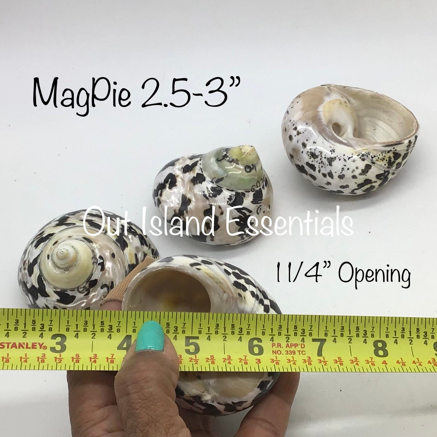 Polished Mag Pie Seashell I Black and White Polished Shells I Mag Pie Sea Shells I Mag Pie Or Arapica Shell I Approx. 2" + Hermit Crab Shell