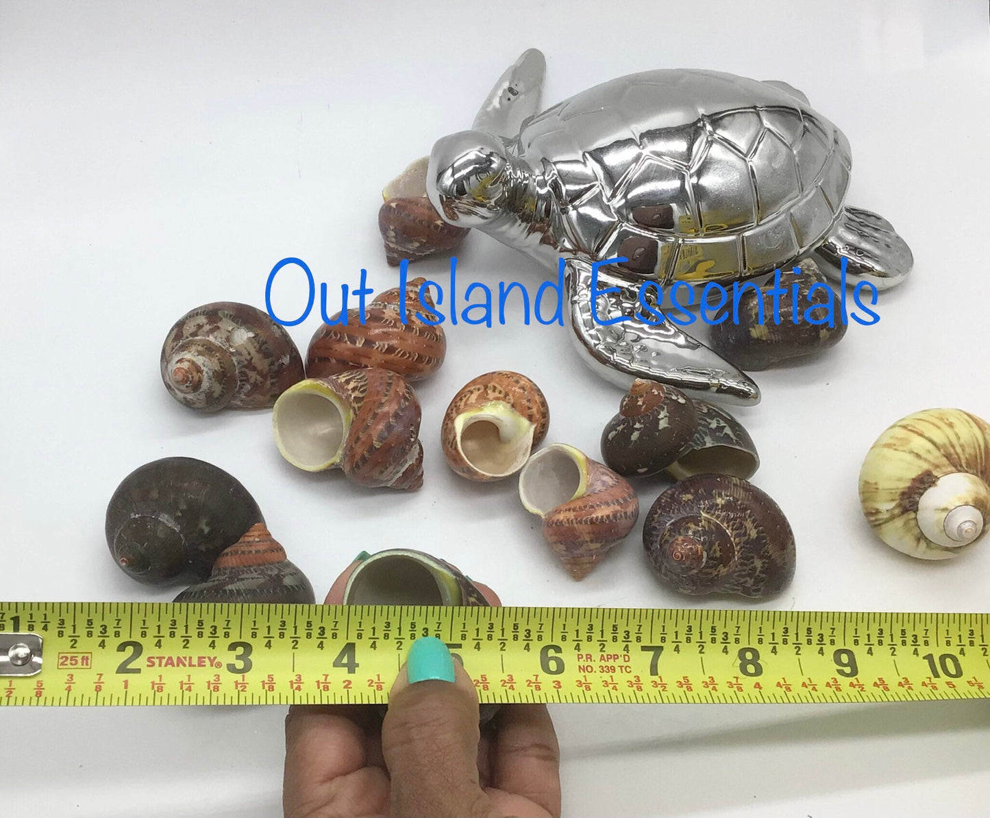UNpolished Turbo Petholatus Shell I Unpolished Turbo Seashells I Turbo Petholatus Shells I Approximately 3/4 - 1 1/4" With 7/8" Opening