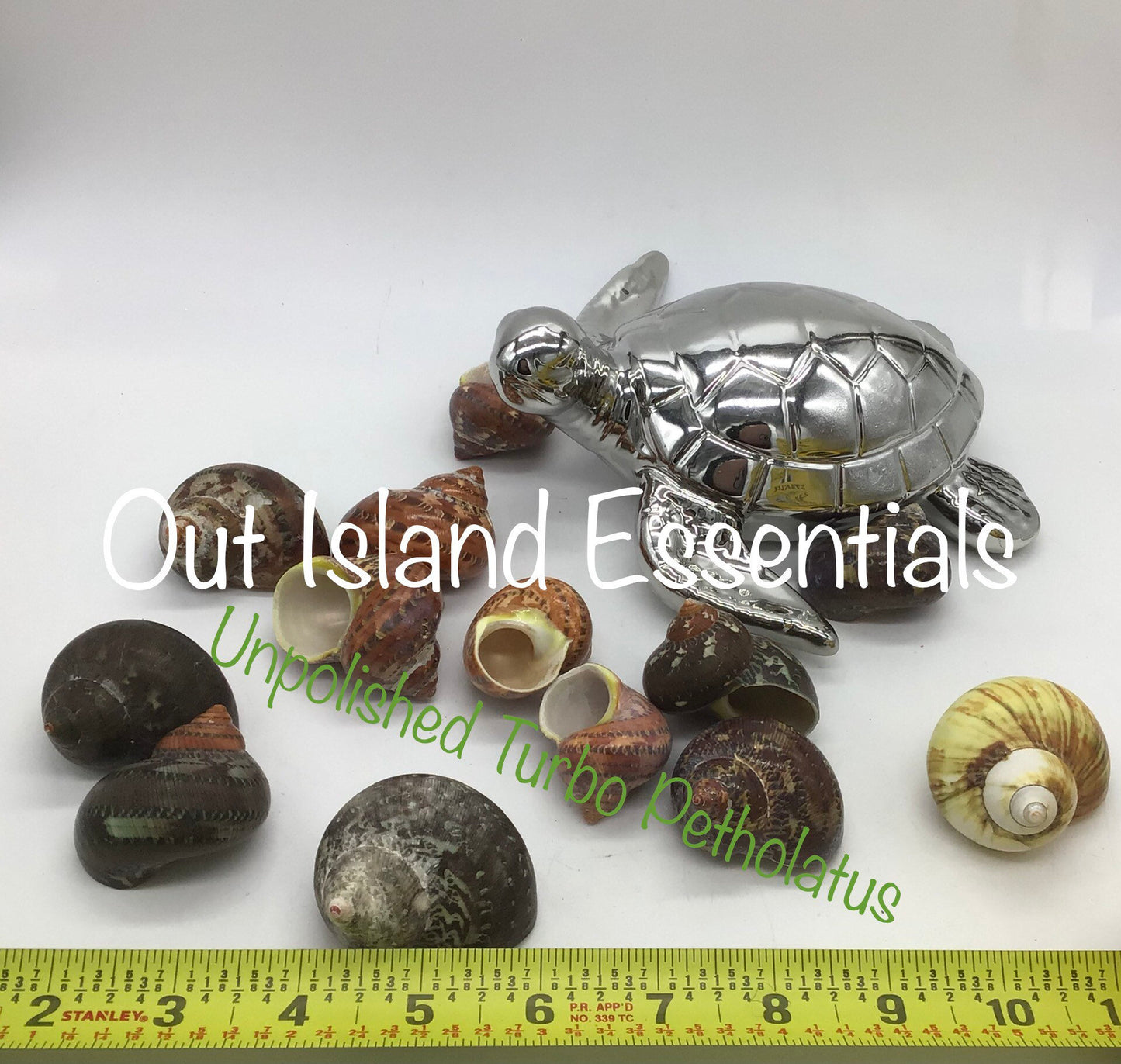 UNpolished Turbo Petholatus Shell I Unpolished Turbo Seashells I Turbo Petholatus Shells I Approximately 3/4 - 1 1/4" With 7/8" Opening