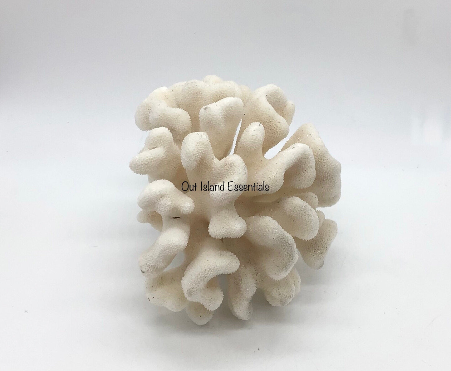 White Coral I Genuine White Coral I Authentic Ocean Coral I White Display Coral I All White Ocean Coral | White Coral Centerpiece