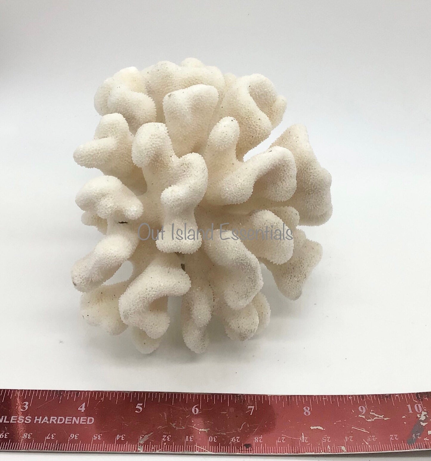 White Coral I Genuine White Coral I Authentic Ocean Coral I White Display Coral I All White Ocean Coral | White Coral Centerpiece