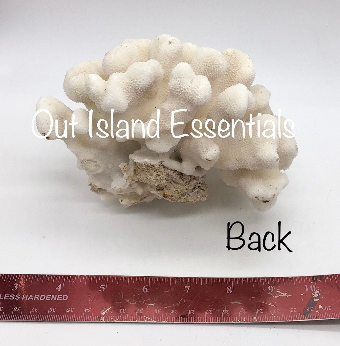 White Coral I Genuine White Coral I Authentic Ocean Coral I White Display Coral I All White Ocean Coral | White Coral Centerpiece