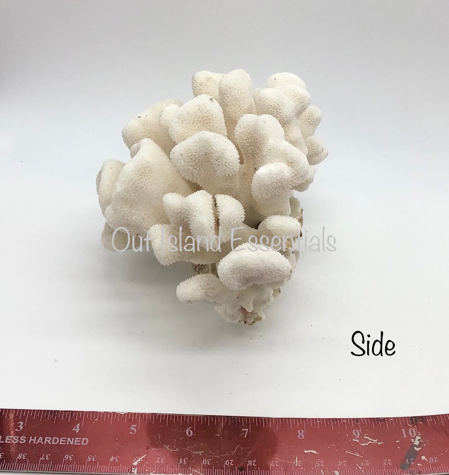 White Coral I Genuine White Coral I Authentic Ocean Coral I White Display Coral I All White Ocean Coral | White Coral Centerpiece