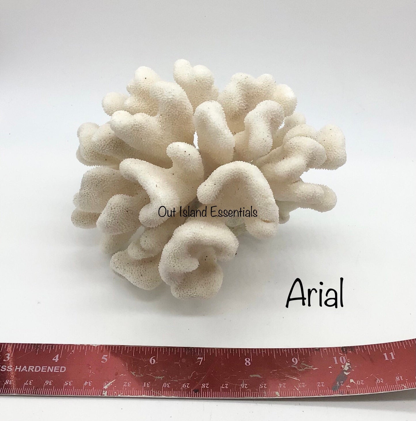 White Coral I Genuine White Coral I Authentic Ocean Coral I White Display Coral I All White Ocean Coral | White Coral Centerpiece