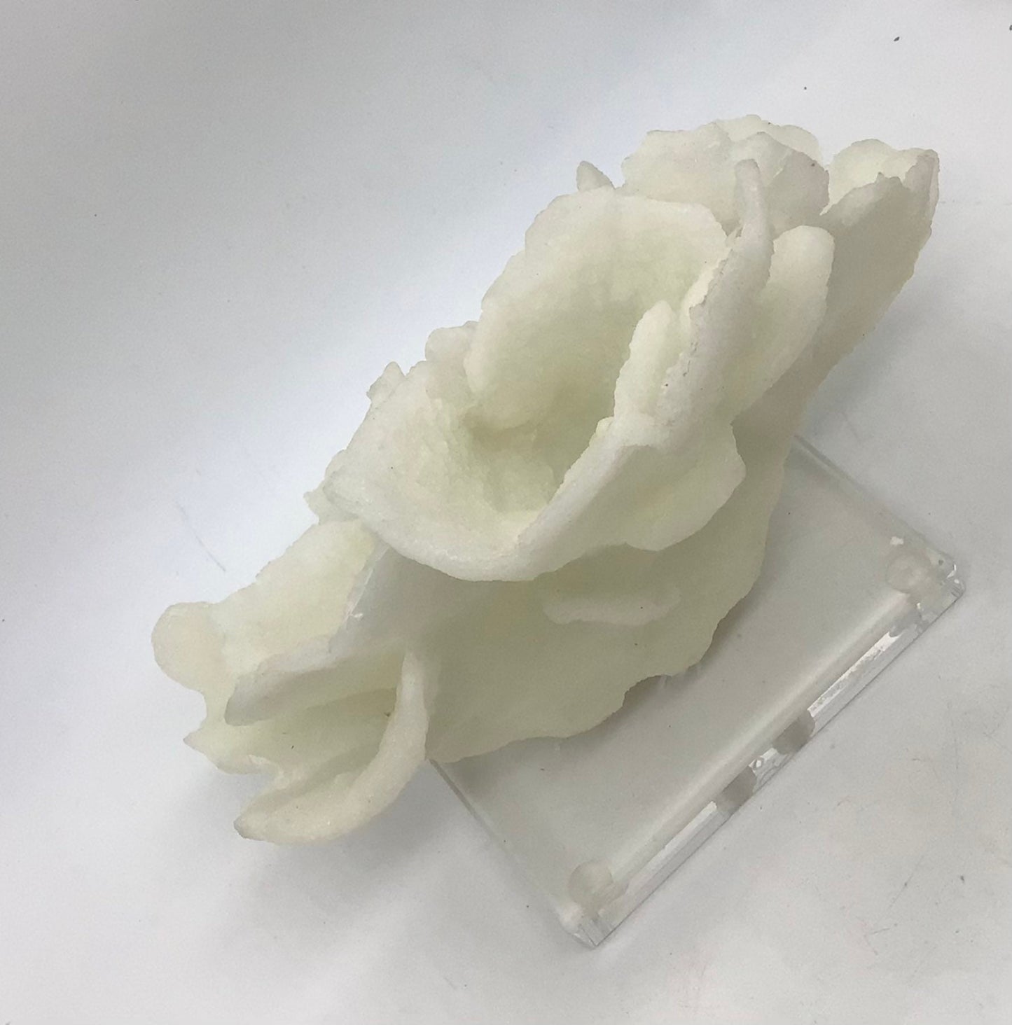 Faux Poca Coral I Faux White Poca Coral I Eco=Friendly Ocean Coral I Faux White Display Coral I White Coral Centerpiece
