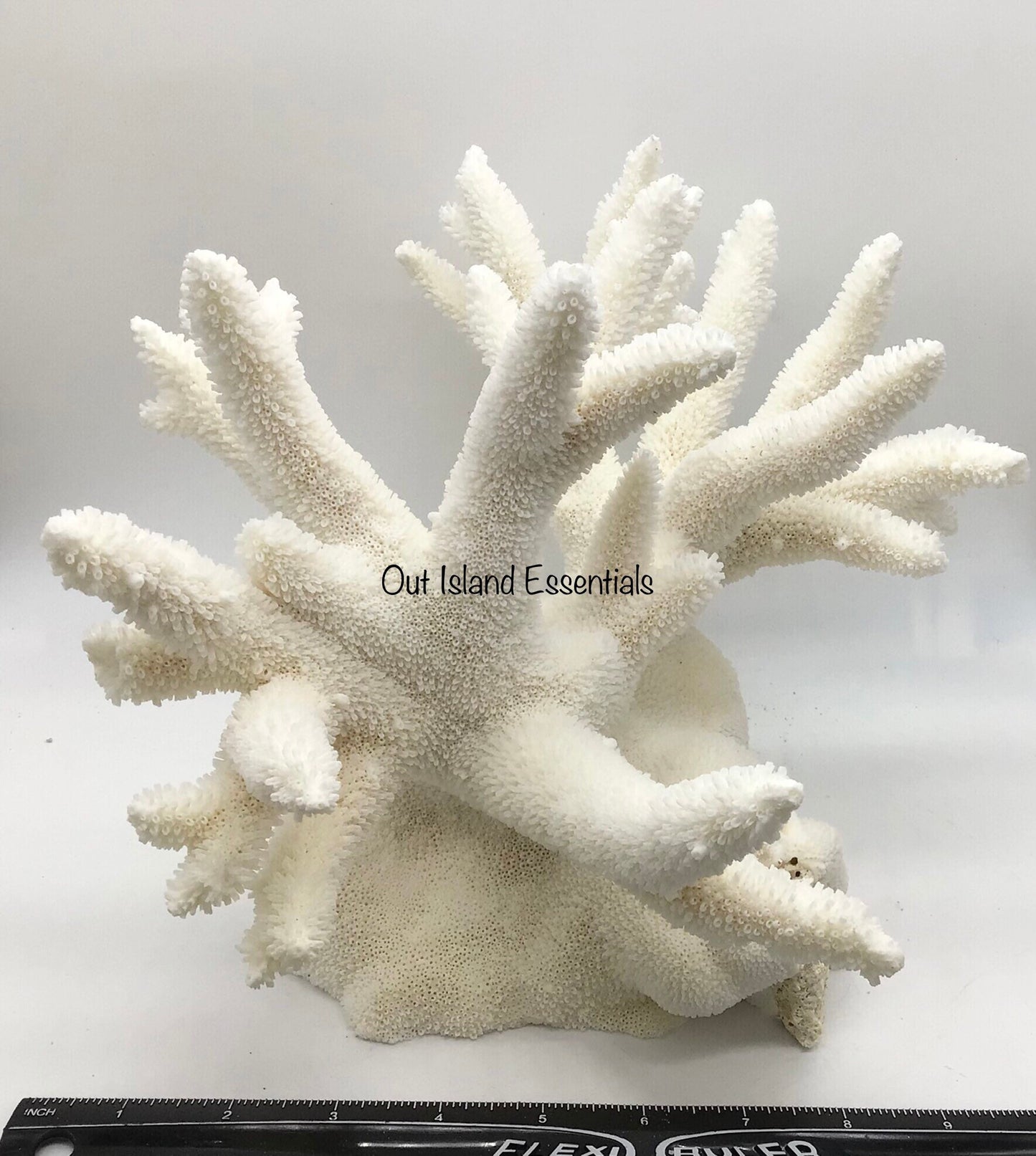 Colossal White Coral I Extra Large Coral I Authentic Ocean Coral I White Display Coral I All White Ocean Coral | White Coral Centerpiece