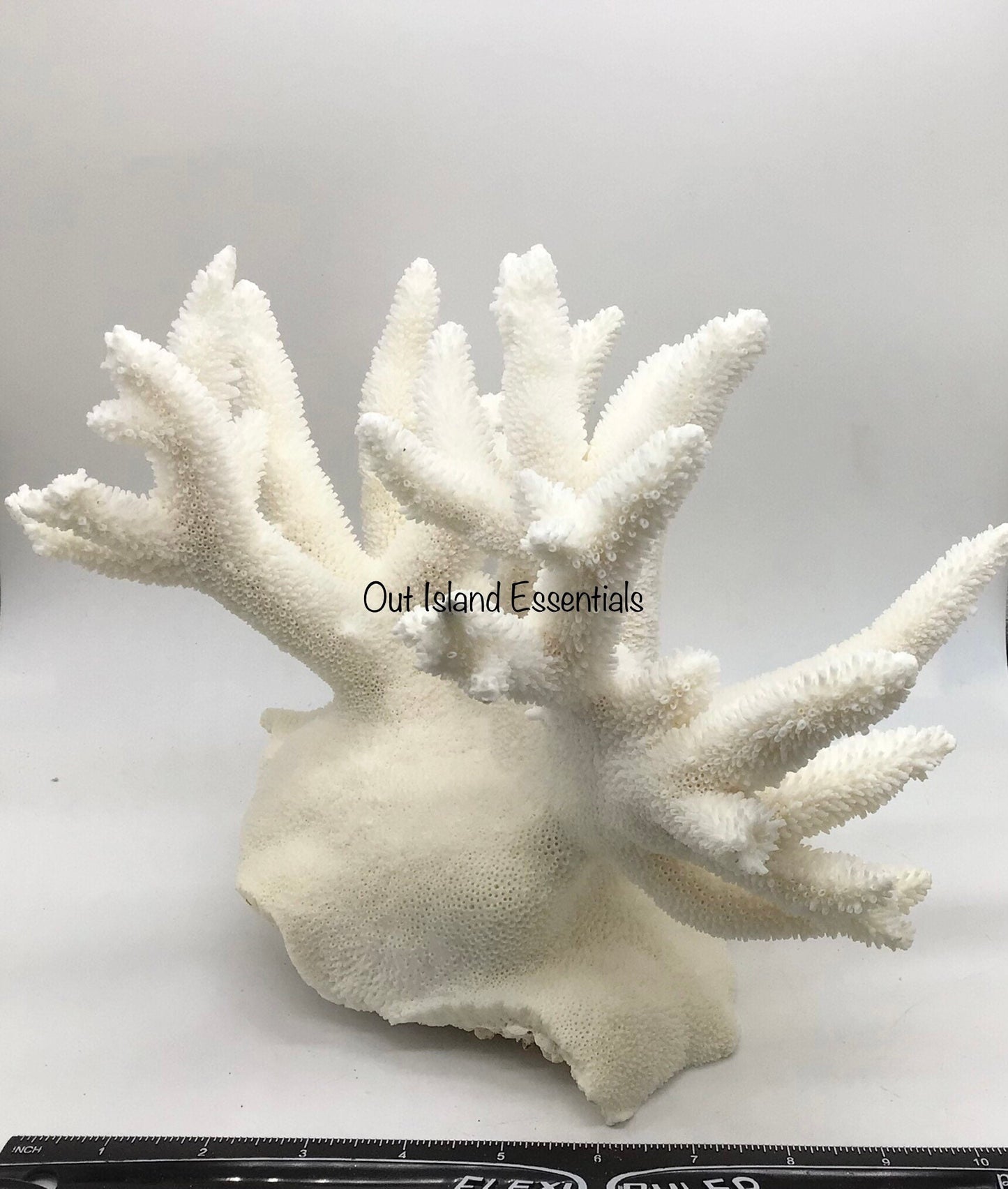 Colossal White Coral I Extra Large Coral I Authentic Ocean Coral I White Display Coral I All White Ocean Coral | White Coral Centerpiece