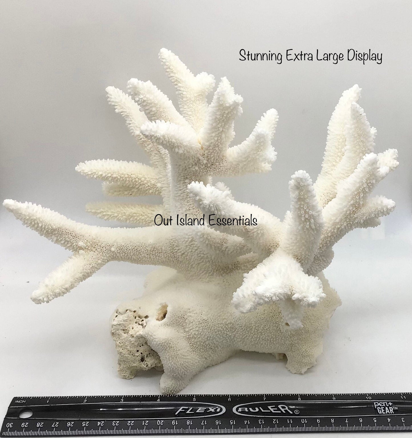 Colossal White Coral I Extra Large Coral I Authentic Ocean Coral I White Display Coral I All White Ocean Coral | White Coral Centerpiece