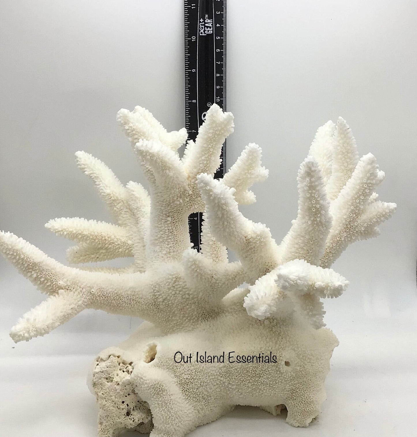 Colossal White Coral I Extra Large Coral I Authentic Ocean Coral I White Display Coral I All White Ocean Coral | White Coral Centerpiece