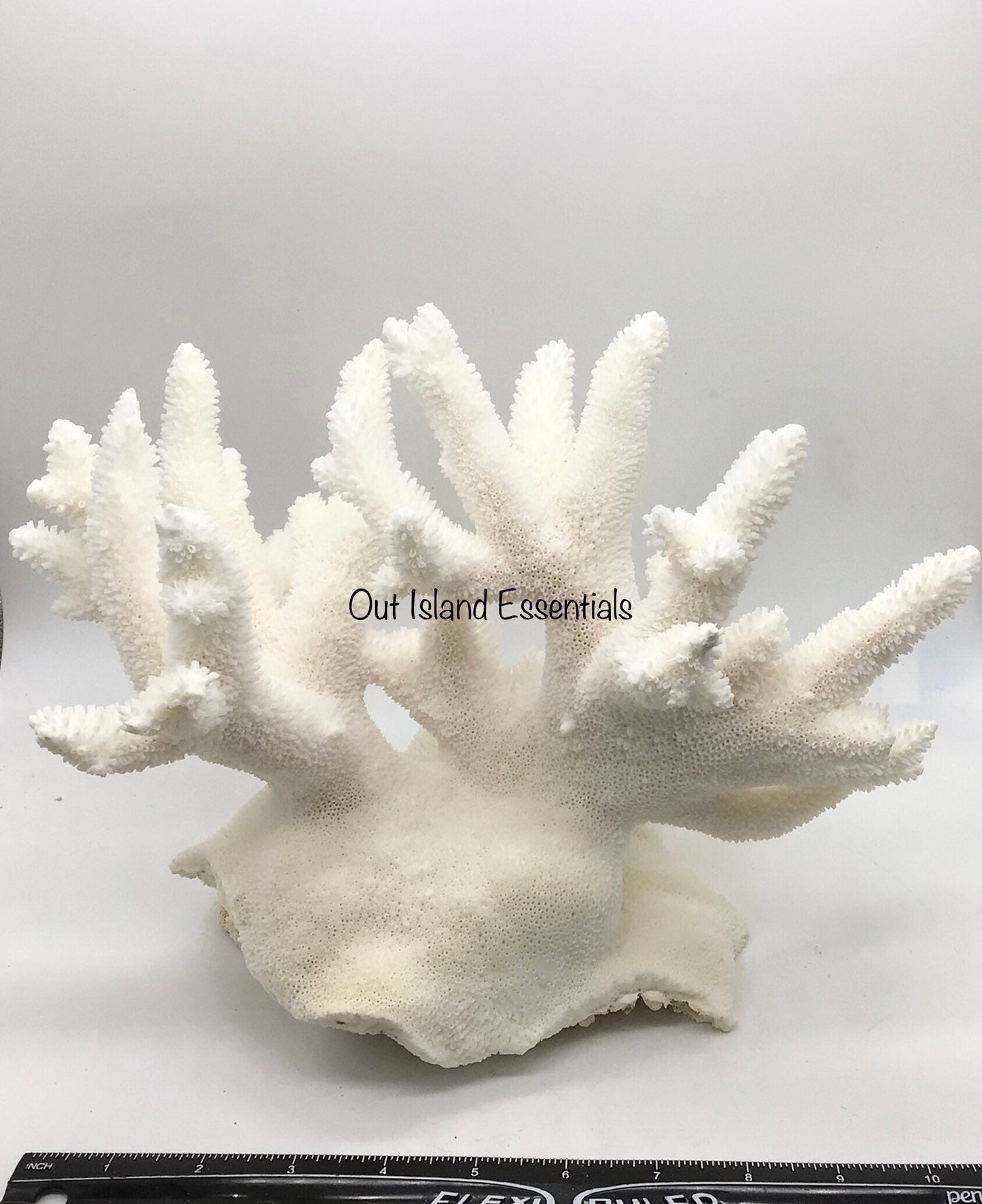 Colossal White Coral I Extra Large Coral I Authentic Ocean Coral I White Display Coral I All White Ocean Coral | White Coral Centerpiece