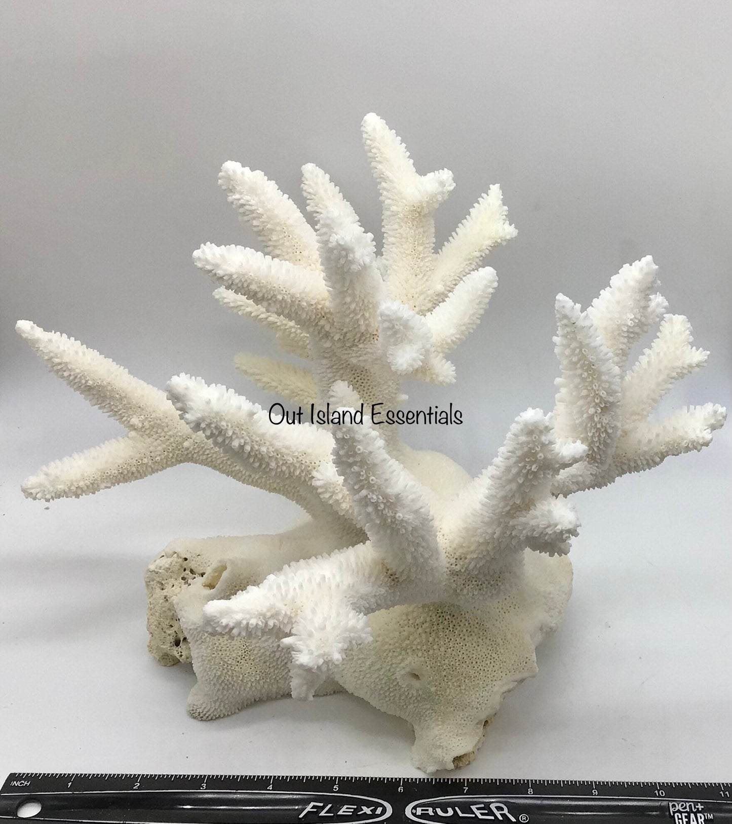 Colossal White Coral I Extra Large Coral I Authentic Ocean Coral I White Display Coral I All White Ocean Coral | White Coral Centerpiece