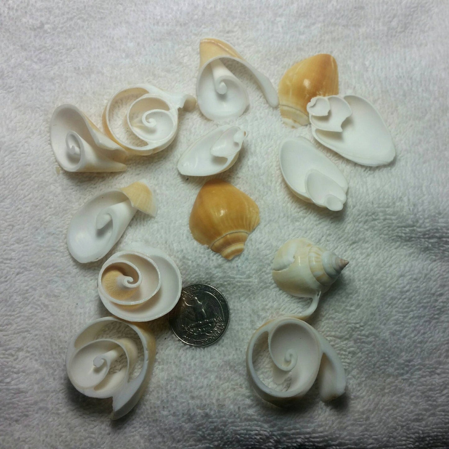 15-Pcs Multi Cut Canarium Craft Shells, Cut And Sliced Craft Shells, Sliced Seashells, Coastal Crafts