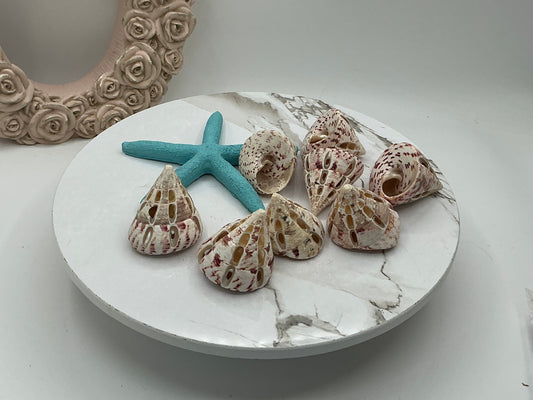 Red Trochus Dotted Cut Shell I Pink Trochus Shells I Craft Shells I Sliced Seashells I Approximately 1.5-2" I Polished Tectus Pyramis