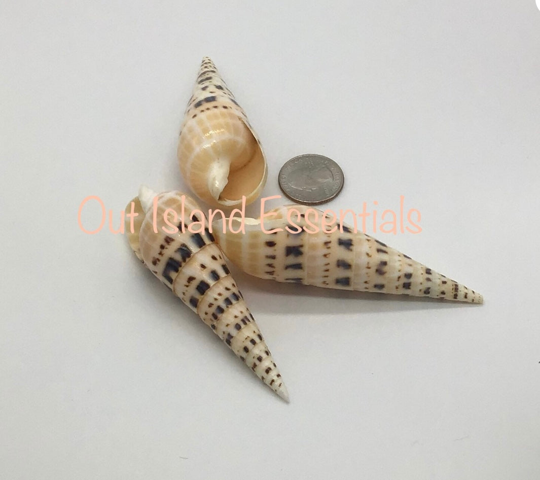 Polished Terebra Maculata I Polished Seashell I Marlin Spike Seashell I Craft Shells I  Various Sizes
