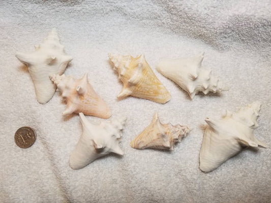 6 Pcs. Sun Bleached Bahamas Baby Queen Conch Shells, Beach Shore Collected Craft Shells Approximately 3-4"