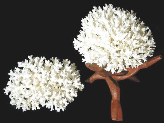 Lace Coral I White Lace Coral I Authentic Ocean Coral I  Two Sizes White Coral I All White Coral I Ocean Coral White Coral I Coral Piece