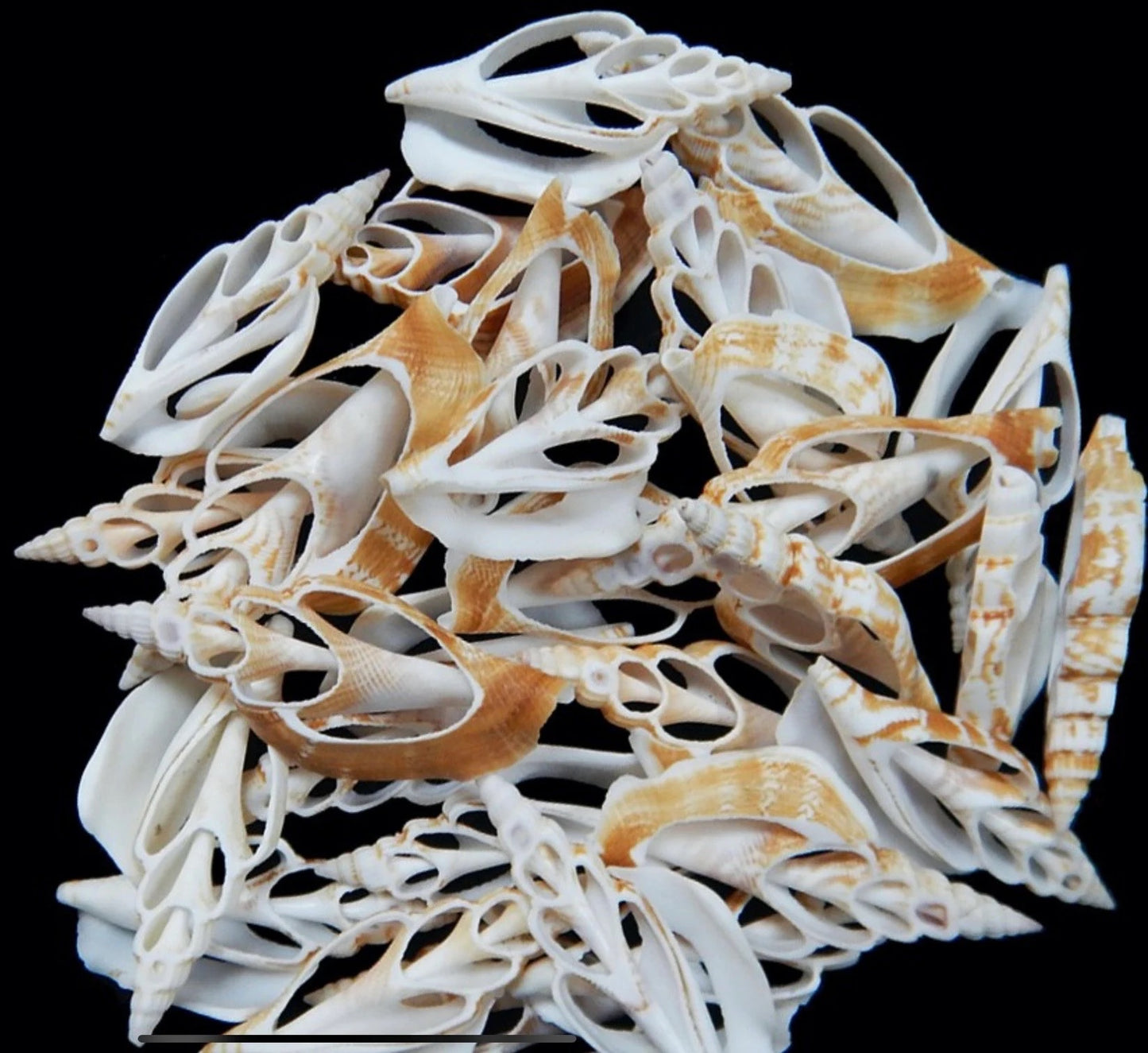 10-Pcs Cut  Strombus Center Cut Sliced Craft Seashells, Two Inch 2” Center Sliced Strombus Seashells