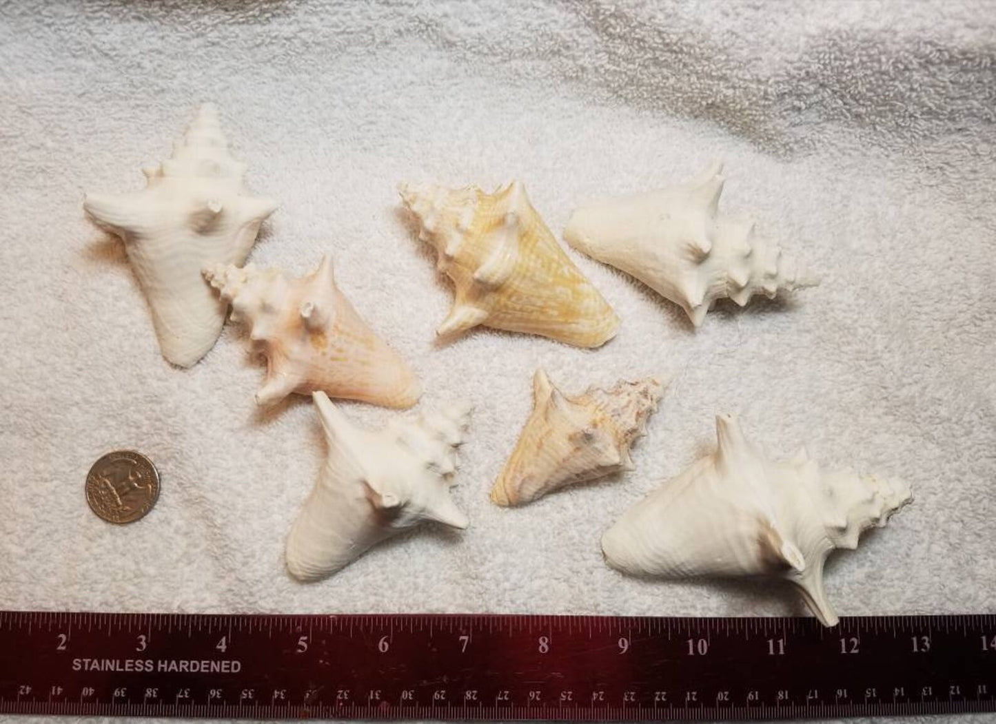 6 Pcs. Sun Bleached Bahamas Baby Queen Conch Shells, Beach Shore Collected Craft Shells Approximately 3-4"