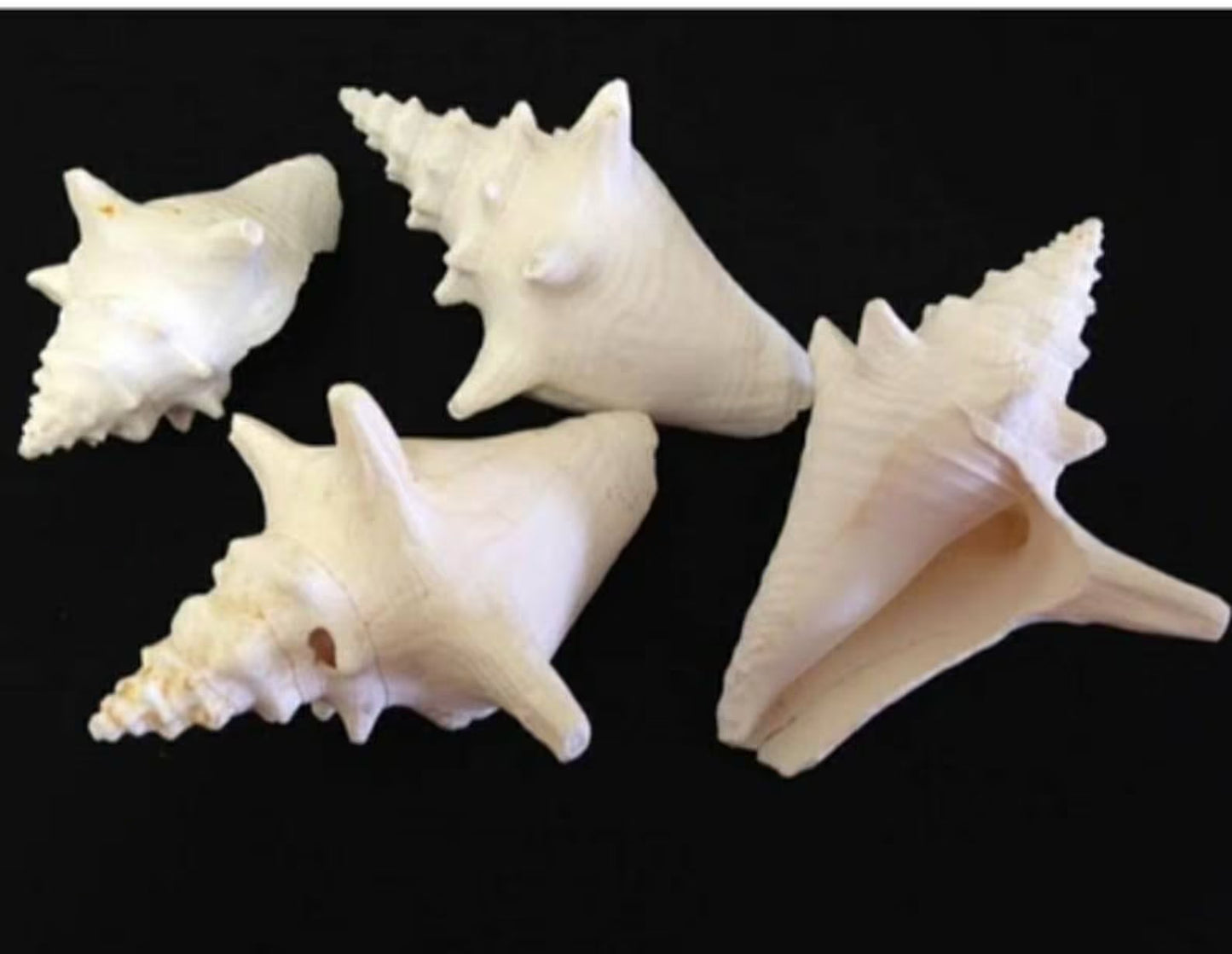 6 Pcs. Sun Bleached Bahamas Baby Queen Conch Shells, Beach Shore Collected Craft Shells Approximately 3-4"