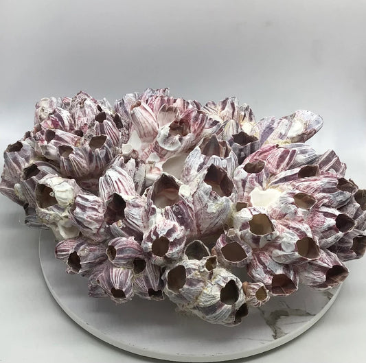 10-12" Purple Barnacle Cluster, Authentic, Real Ocean Barnacle Clusters