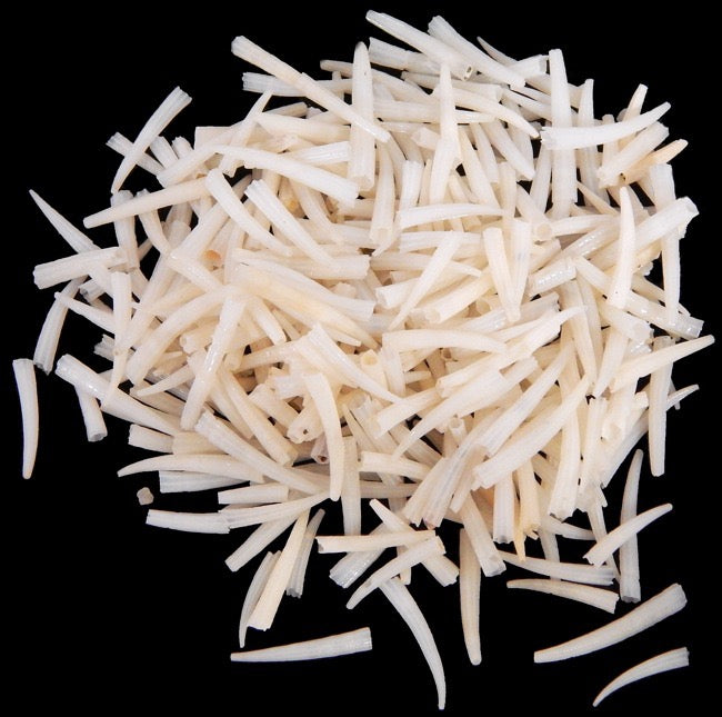 1/2 Cup White Tusk Wholesale Shells, Craft Shells.  Approximately 1/2 - 1"