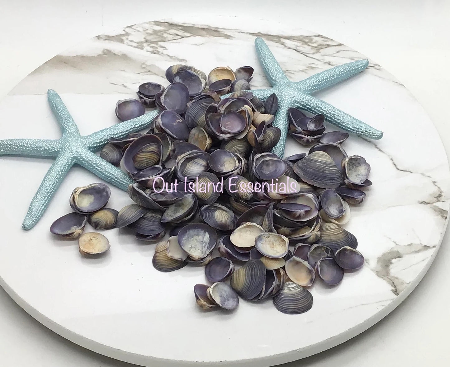 5oz Purple Baby Clam Seashells | Purple Baby Clams | Purple Seashells |  Purple Craft Shells Approx. 1/2"-3/4"