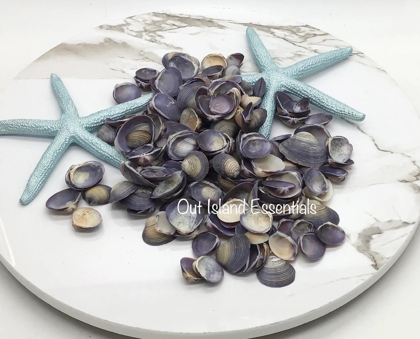 5oz Purple Baby Clam Seashells | Purple Baby Clams | Purple Seashells |  Purple Craft Shells Approx. 1/2"-3/4"