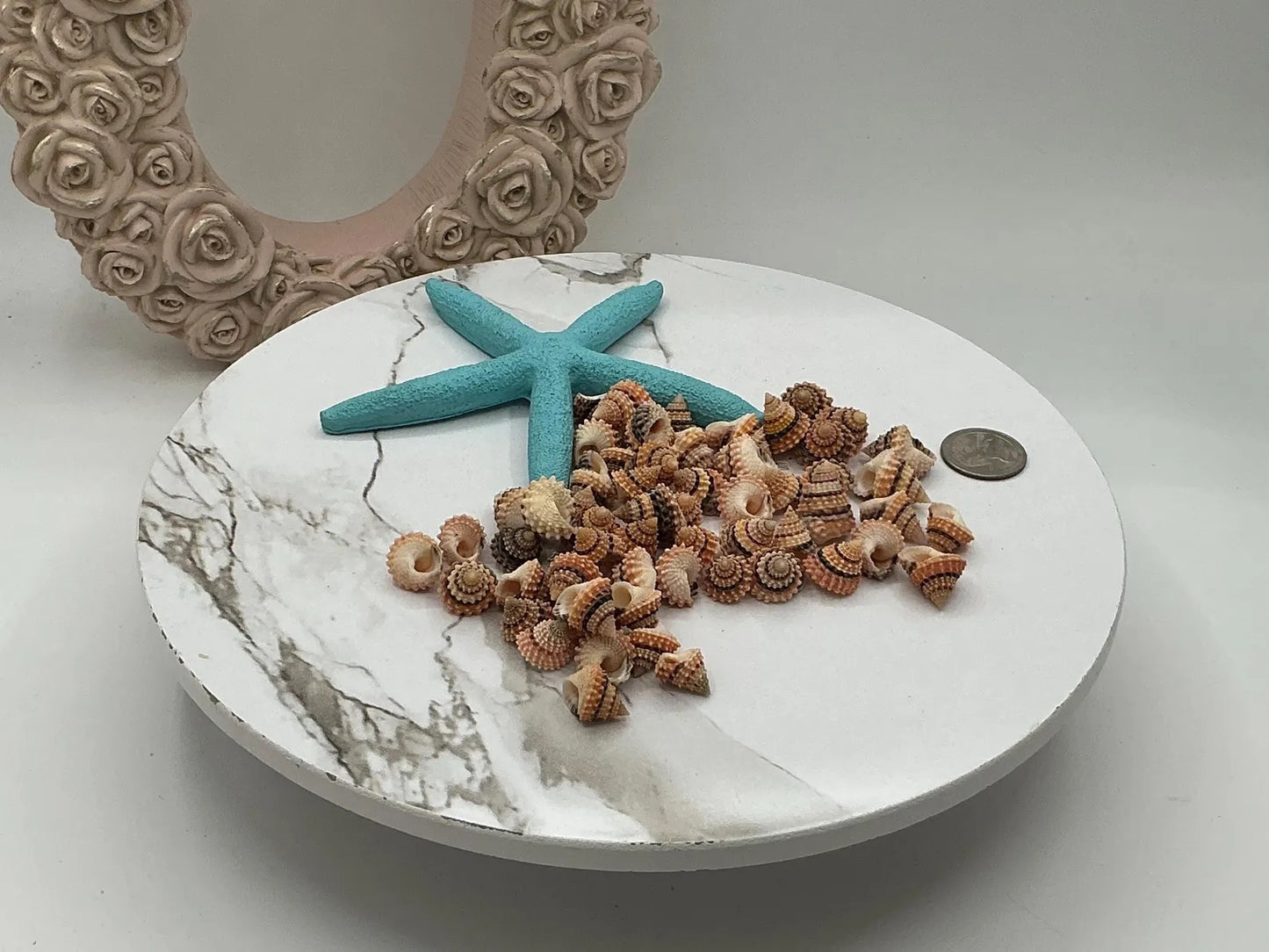 Tectarius- Cream Top - Medium Seashells I 5/8" + Craft Shells I Beaded Prickly Winkle I Coronate Prickly-Winkle I Cream Top 5/8" + 3-6mm