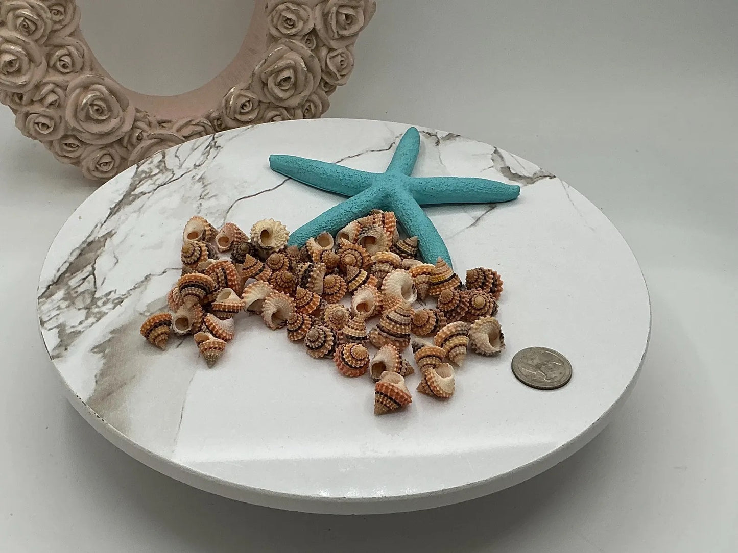 Tectarius- Cream Top - Medium Seashells I 5/8" + Craft Shells I Beaded Prickly Winkle I Coronate Prickly-Winkle I Cream Top 5/8" + 3-6mm